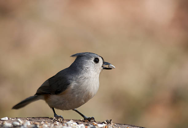 Feed Wild Birds